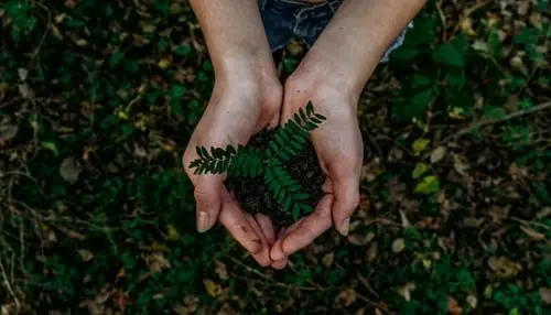 Cupped hands holding a fern seedling in a mound of soil